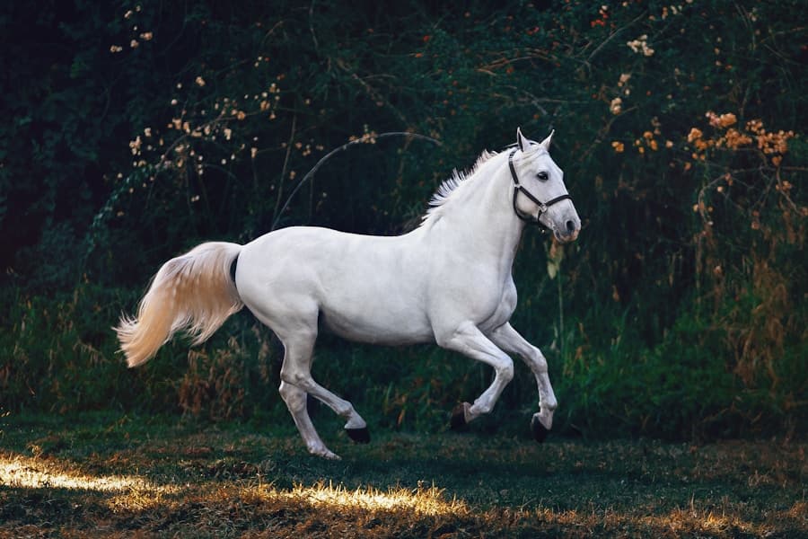 Grey horse moving through a wooded paddock